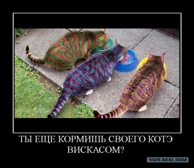 Удачный котокадр