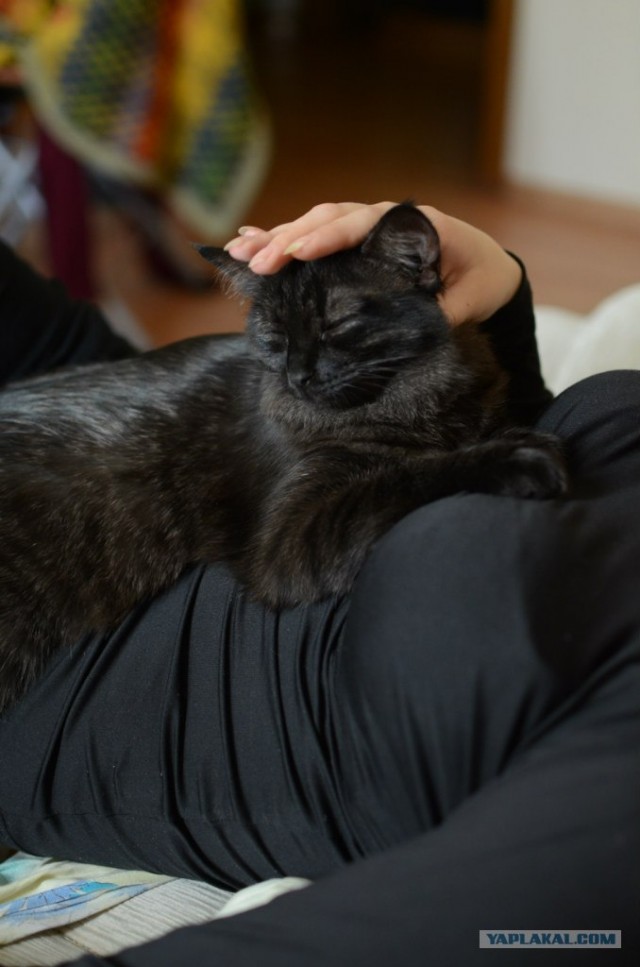 Котовторник 8 мая 2012
