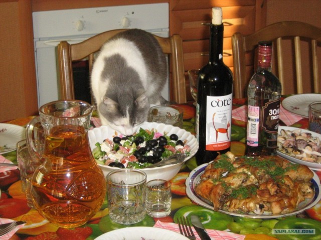 Котовторник 10. 07. 2012