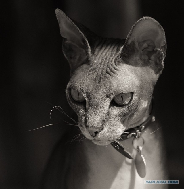 Сфинксики...