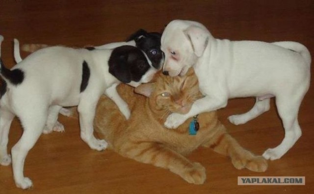 Котовторник 11.09.2012