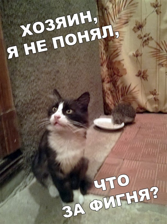 Картинки из ваших энторнетов