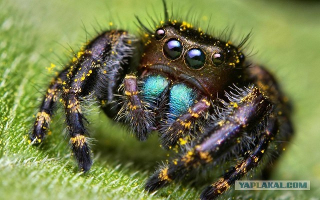Неожиданность с пауком