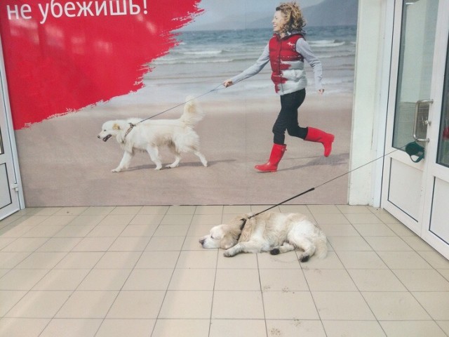 Живность из сети