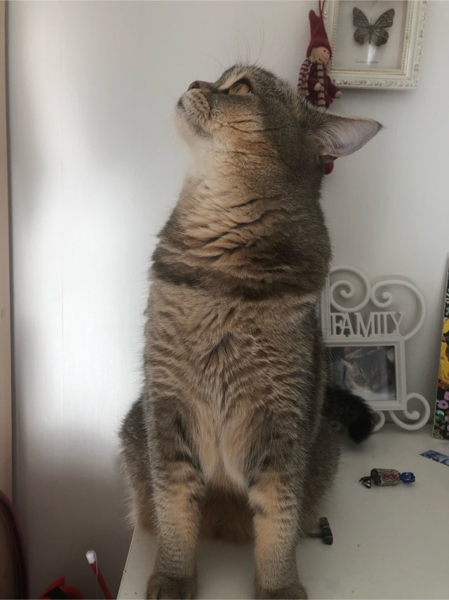 Давайте по котикам, которые с нами на самоизоляции