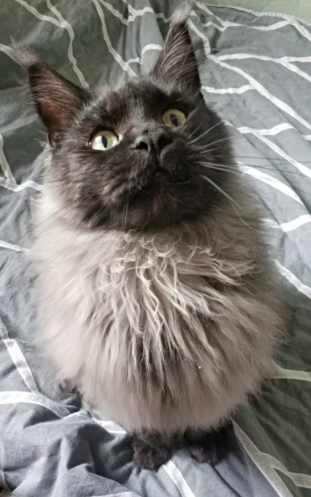 Давайте по котикам, которые с нами на самоизоляции