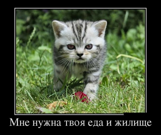 Пост картинок в понедельник 25.05. Всяких разных обо всём