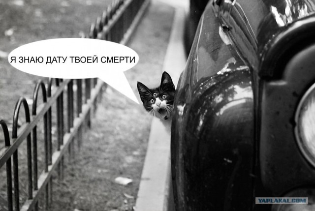 Фотожаба: Кот