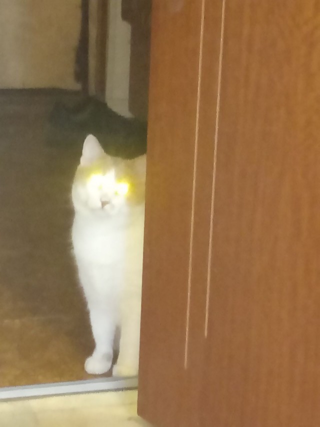 Ну, с котовторником!