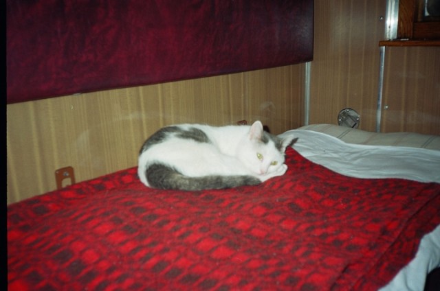 Еще к котовторнику. Поездатые коты