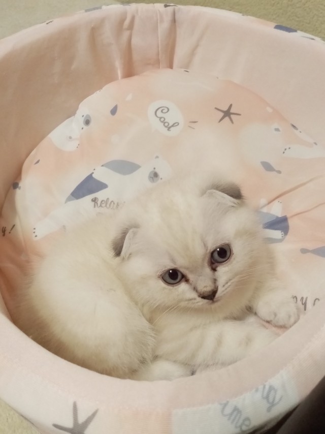 В постели с котом