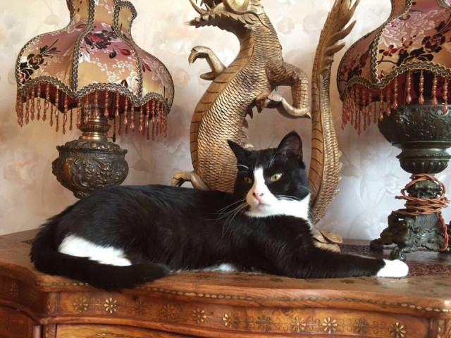 Кошки , кошечки, котяры 14.03.21