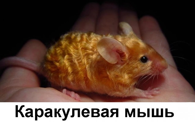 Картинки и мемы для настроения 17.06.2021