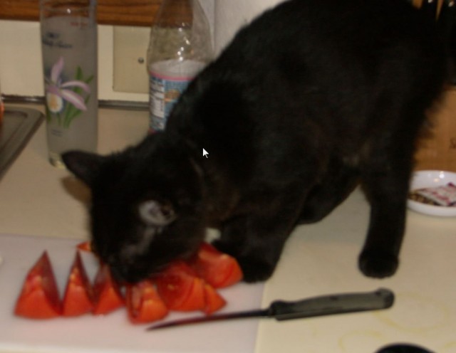 Коты в США - 3