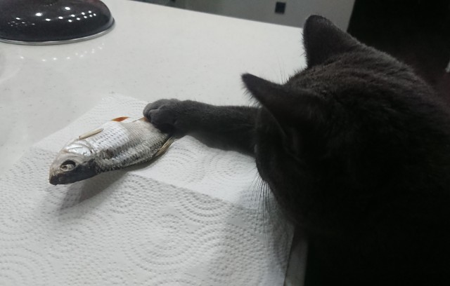 Котовторник 05.10.21 г
