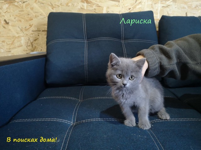Жизнь домашнего приюта "Котоленд" 310
