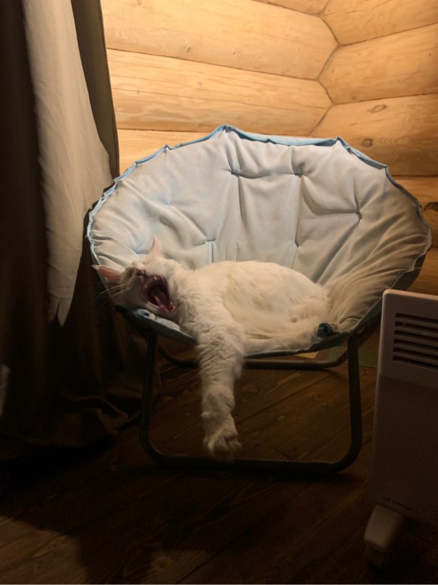 Вторник. Котэ. Пора
