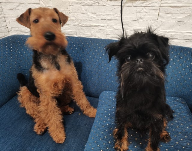 Собакочетверг же...