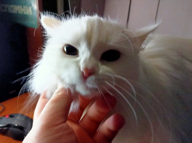 Кошка в тепле