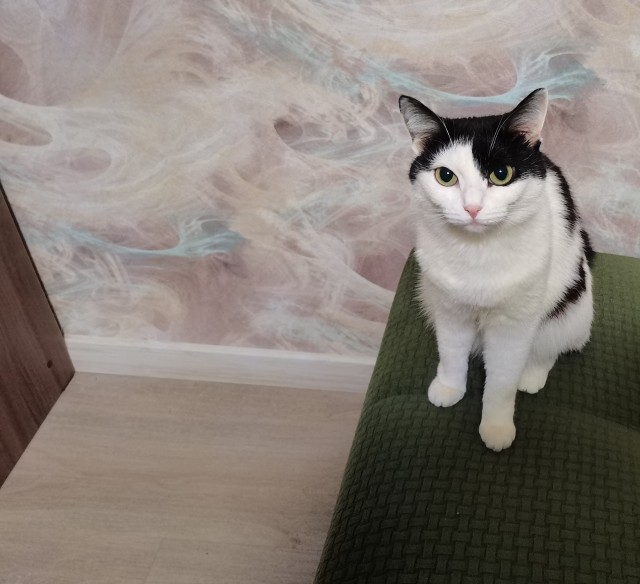 Котовторник вроде.