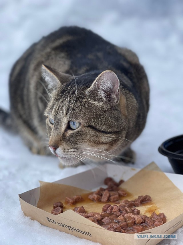 Ворует конфеты
