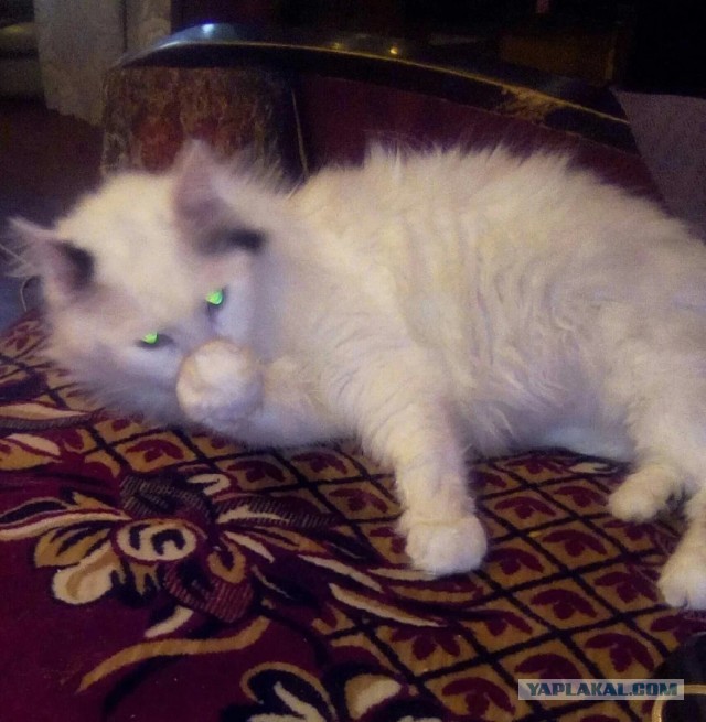 Котики в беде