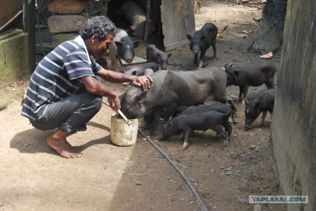 ГоА свои впечатления