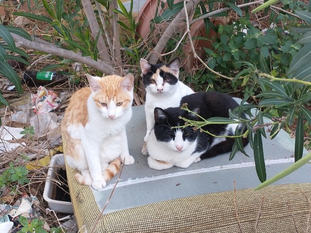 Котоюмор на ЯП. Веселые кото-картинки!