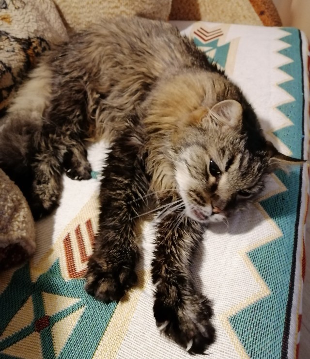 Котодракула