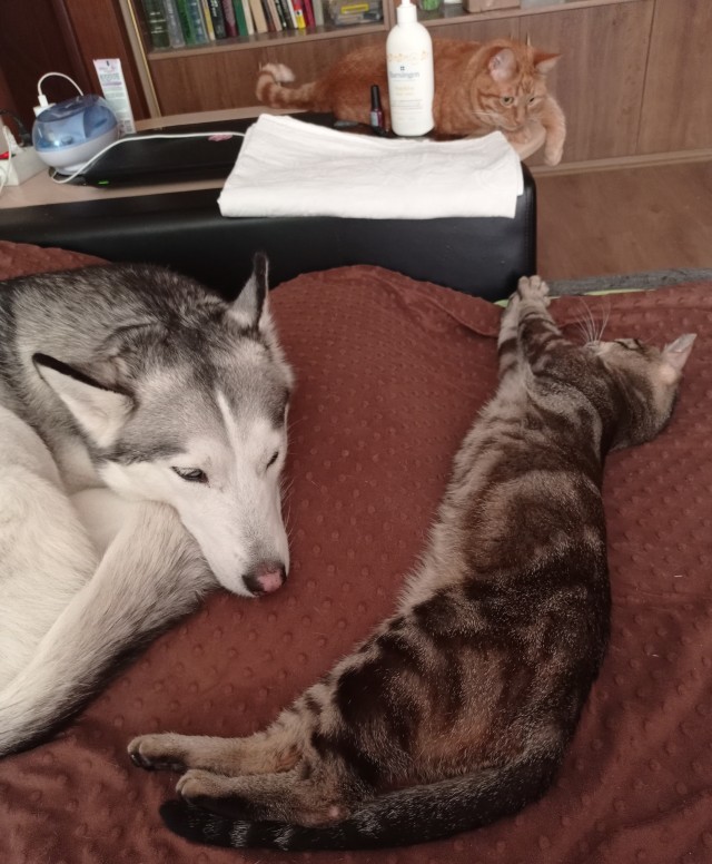 Начинаем котовторник.