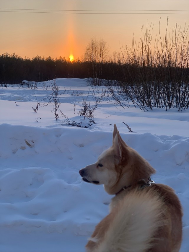 Собакам Япа