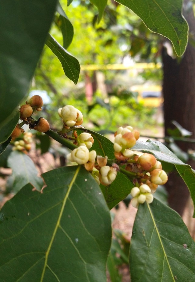 А просто так. Если вы вдруг не знали, как цветёт лаврушка, то вот