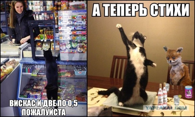 Победная поступь идиотизма по планете – том 15