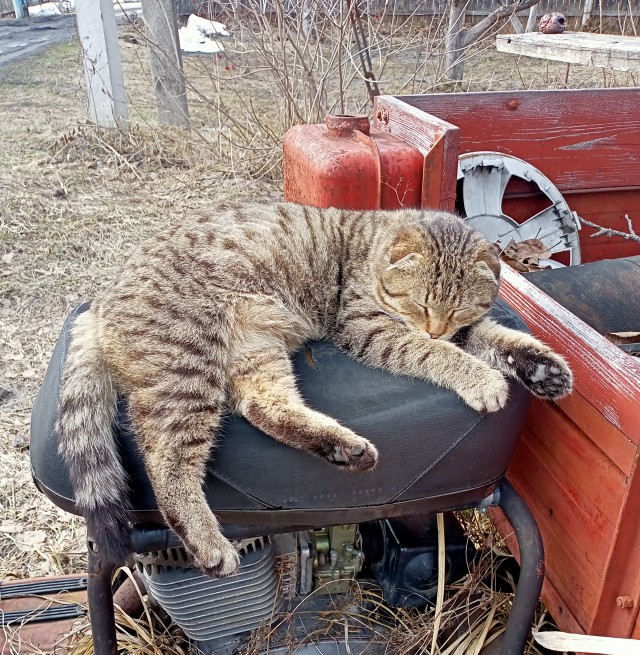 Коты - мастера на все лапы