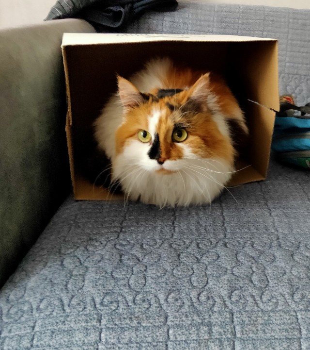 Ловушки для котов