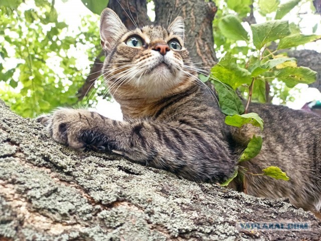 Котовторник! 16+ Коллеги-рабы, отмечаемся, у кого хозяину много лет!