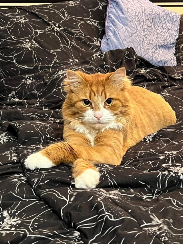Котовторник Рыжих