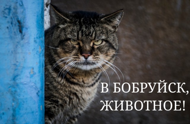 Бобруйская реклама шаввы