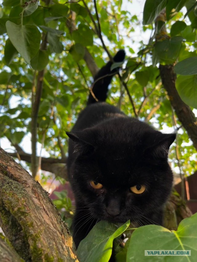 К котовторнику. Опять