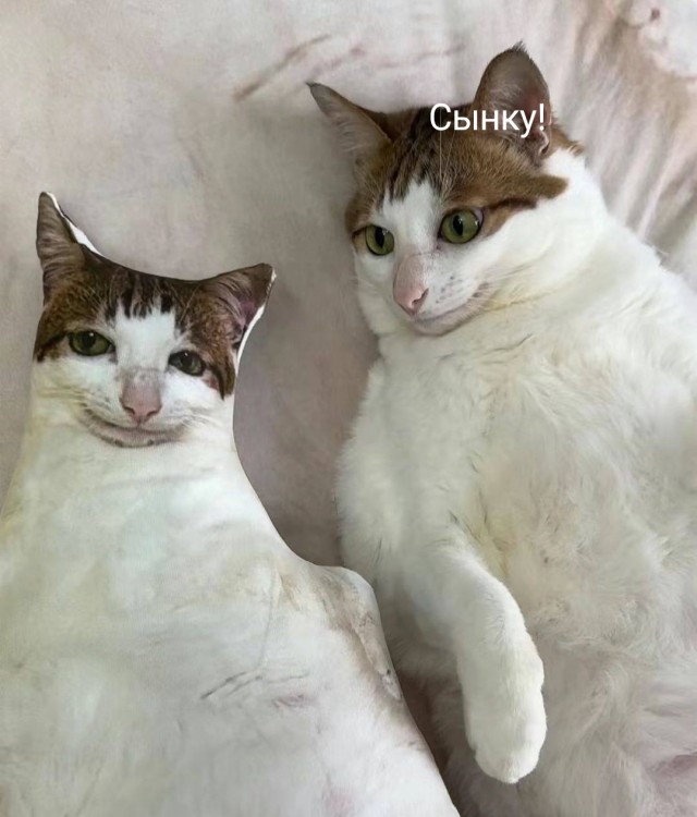 Котейке подарили подушку