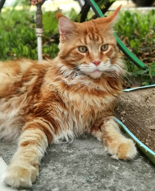 Котовторник