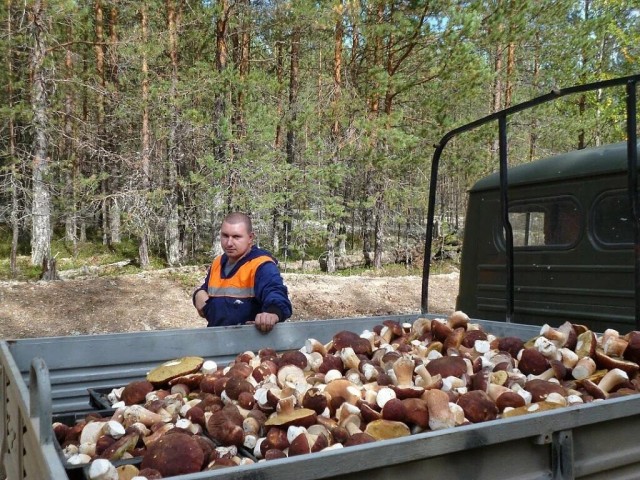 Грибы, ребята!
