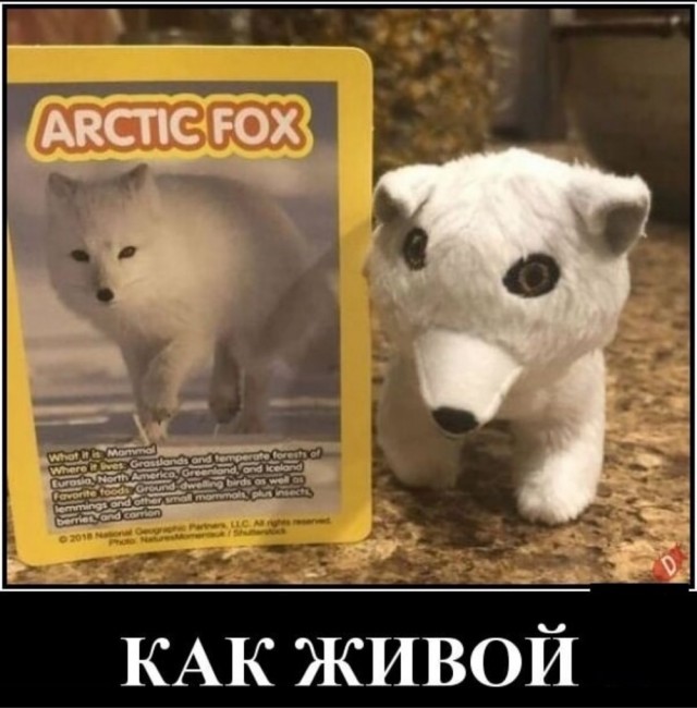Никакие картинки и тексты