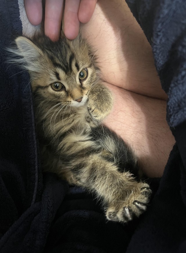 Хвостище для котовторника.