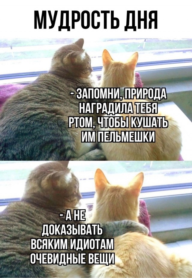 Весёлый полтишок 06.12.24