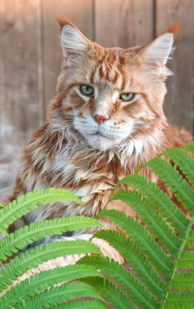 К котовторнику