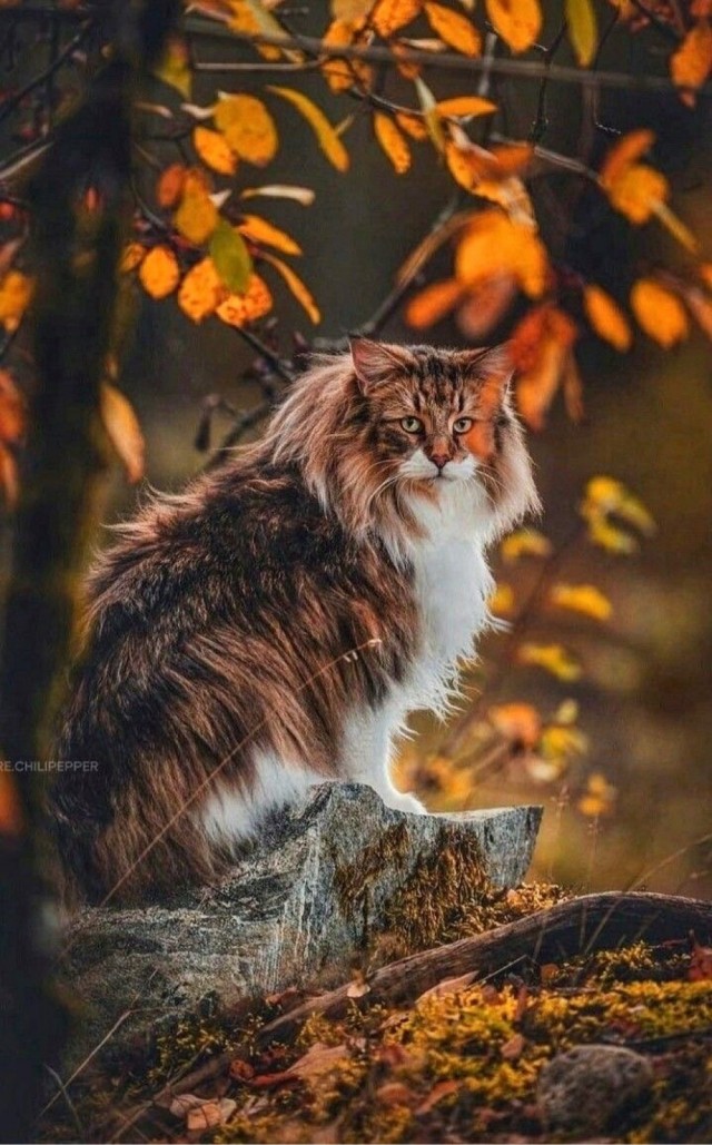 Осенний кот