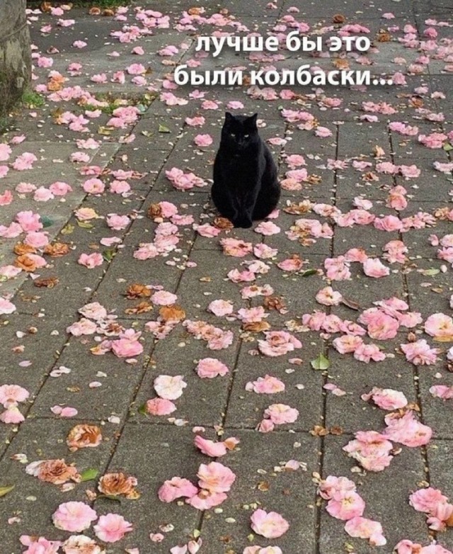 Так себе картинки 22.10.25