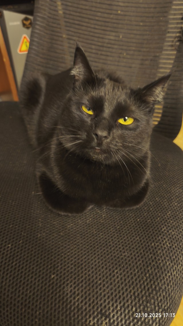 Чёрный котовторник