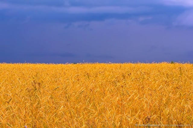 Россиянам посоветовали удалить все игры S.T.A.L.K.E.R.